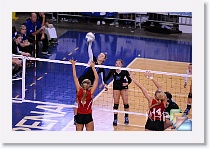 vs Maize * (420 Slides)